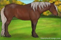 Horse Color:Silver Bay 