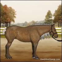 Horse Color:Silver Buckskin Rabicano
