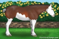 Horse Color:Bay Splash 