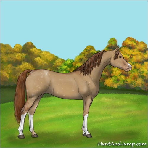 Horse Color:Red Dun Varnish 