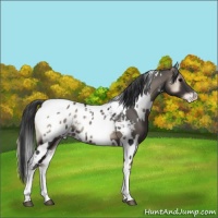 Horse Color:White Spotted Blue Onyx Appaloosa 