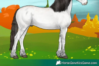 Horse Color:White Spotted Bay Dun 