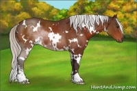 Horse Color:White Spotted Silver Brown Sabino Rabicano
