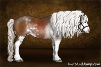 Horse Color:Silver Brown Sabino Rabicano 