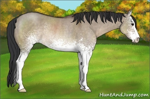Horse Color:White Spotted Brown Dun Sabino Rabicano 