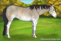 Horse Color:White Spotted Brown Dun Sabino Rabicano