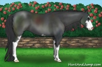 Horse Color:Black Sabino