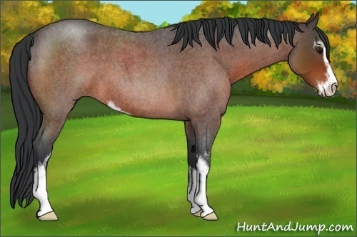 Horse Color:Brown Roan Sabino