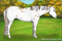 Horse Color:Black Pearl Sabino Splash