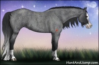 Horse Color:Blue Roan Splash 