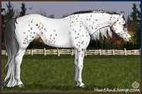 Horse Color:Brown Tobiano Appaloosa