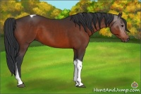 Horse Color:Brown Tobiano
