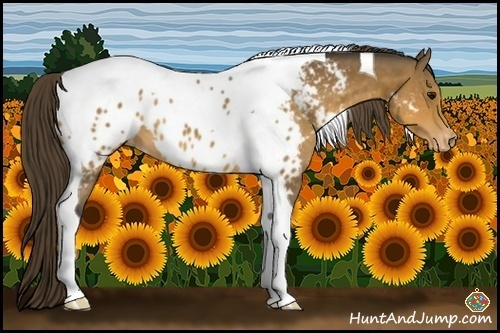Horse Color:Buckskin Tobiano Blanket