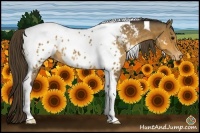 Horse Color:Buckskin Tobiano Blanket