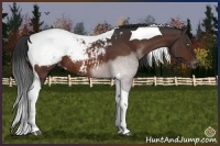 Horse Color:Brown Tobiano Snowcap Rabicano 