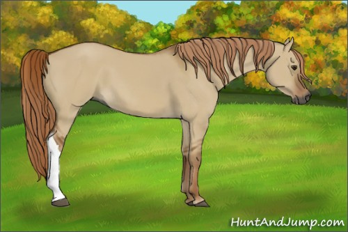 Horse Color:Gray Red Dun