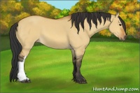 Horse Color:Bay Dun