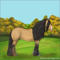 Horse Color:Bay Dun Frame 