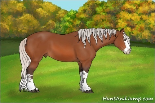 Horse Color:Silver Bay Splash 