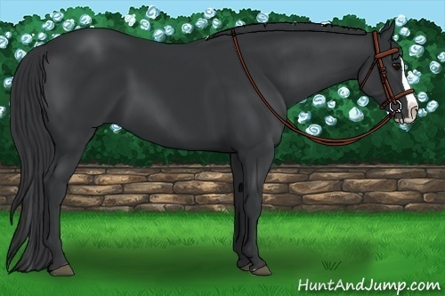 Horse Color:Black Splash
