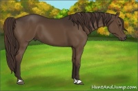 Horse Color:Liver Chestnut 