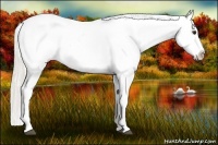 Horse Color:Silver Buckskin Splash Tobiano Blanket