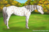 Horse Color:Amber Champagne Appaloosa  and Gray Amber Champagne Appaloosa 