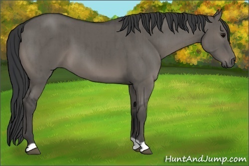 Horse Color:Grullo Brindle 