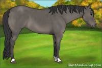 Horse Color:Grullo Brindle