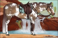 Horse Color:White Spotted Chocolate Brown Dun 