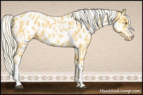 Horse Color:Palomino Appaloosa  and Palomino Appaloosa 
