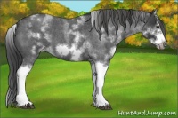 Horse Color:White Spotted Blue Roan Splash Frame Appaloosa 
