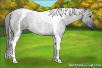 Horse Color:Blue Roan Tobiano 