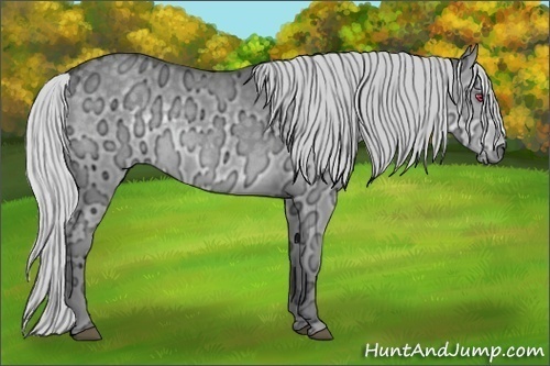 Horse Color:Silver Grullo Chinchilla Ice