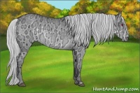 Horse Color:Silver Grullo Chinchilla Ice 