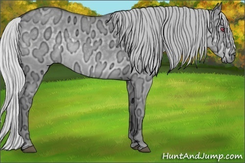 Horse Color:Silver Grullo Chinchilla Ice