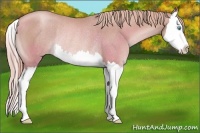 Horse Color:Gold Champagne Splash Varnish Rabicano 