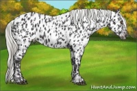 Horse Color:Smoky Black Chinchilla Near Leopard  and Smoky Black Chinchilla Near Leopard 