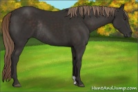 Horse Color:Liver Chestnut Rabicano