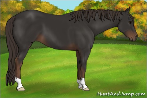 Horse Color:Liver Chestnut
