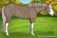 Horse Color:Silver Grullo Splash