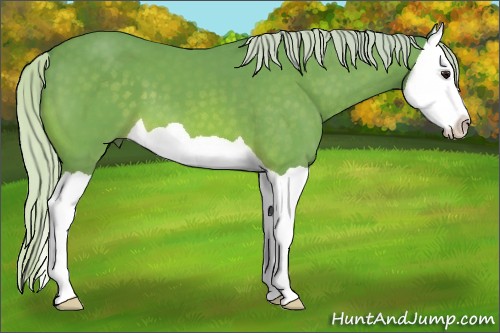 Horse Color:Watercolor Silver Bay Splash 