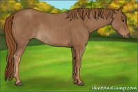 Horse Color:Red Roan Rabicano 