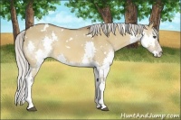 Horse Color:White Spotted Silver Bay Dun Splash 