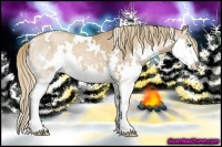 Horse Color:White Spotted Liver Chestnut Pearl Sabino Splash 