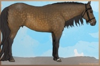 Horse Color:Buckskin 