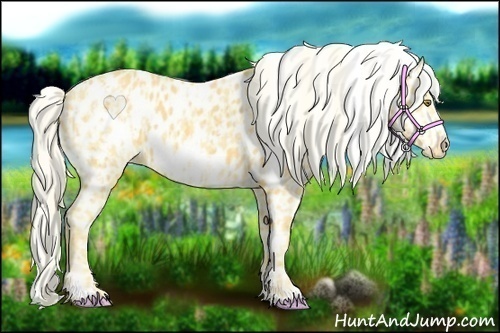 Horse Color:Palomino Appaloosa and Palomino Frame Appaloosa