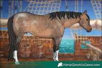 Horse Color:Brown Dun 