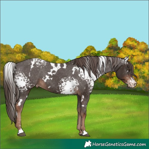 Horse Color:White Spotted Liver Chestnut Appaloosa Rabicano