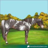 Horse Color:White Spotted Liver Chestnut Varnish Rabicano